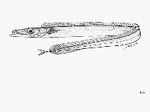 To FishBase images (<i>Benthodesmus simonyi</i>, by FAO)