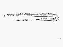 To FishBase images (<i>Benthodesmus suluensis</i>, by FAO)