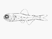 To FishBase images (<i>Bolinichthys indicus</i>, by SFSA)