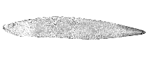 Image of Bothrocara molle (Soft eelpout)