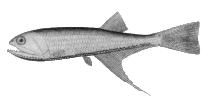 To FishBase images (<i>Bonapartia pedaliota</i>, Canada, by Canadian Museum of Nature, Ottawa, Canada)