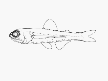 Image of Bolinichthys photothorax (Spurcheek lanternfish)