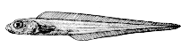 To FishBase images (<i>Bothrocara pusillum</i>, Canada, by Canadian Museum of Nature, Ottawa, Canada)