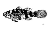 To FishBase images (<i>Brachygobius aggregatus</i>, Cambodia, by FAO)