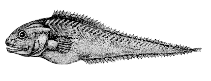 To FishBase images (<i>Brotulotaenia brevicauda</i>, by Bañón Díaz, R.)