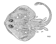 Image of Breviraja claramaculata (Brightspot skate)
