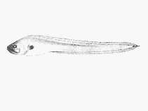 To FishBase images (<i>Brotulotaenia crassa</i>, by SFSA)