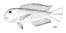 To FishBase images (<i>Branchiostegus gloerfelti</i>, by FAO)