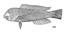 To FishBase images (<i>Branchiostegus ilocanus</i>, by FAO)