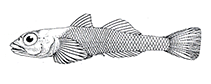 To FishBase images (<i>Bryaninops isis</i>, Australia, by Larson, H.K.)