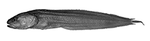 To FishBase images (<i>Brosmolus longicaudus</i>, Australia, by W. Schwarzhans & P. R. Møller)