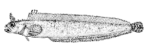 To FishBase images (<i>Bryozoichthys marjorius</i>, Canada, by Canadian Museum of Nature, Ottawa, Canada)