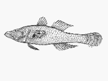 To FishBase images (<i>Butis melanostigma</i>, South Africa, by SFSA)