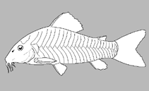 Image of Aspidoras maculosus (Dappled catfish)