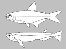 Image of Hyphessobrycon axelrodi (Calypso tetra)