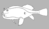 Image of Chaunacops melanostomus (Tadpole coffinfish)