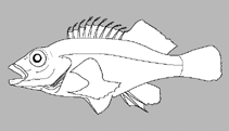Image of Amblycirrhitus oxyrhynchos (Sharpsnout hawkfish)