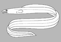 Image of Castleichthys auritus (Eared conger)