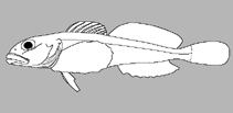 Image of Astrocottus matsubarae 