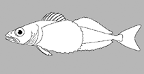 Cottocomephoridae