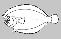 Image of Citharichthys gnathus 