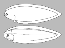 Image of Symphurus parvus (Pygmy tonguefish)