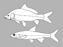 Image of Cyclocheilichthys schoppeae 
