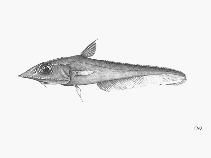 To FishBase images (<i>Coelorinchus acanthiger</i>, by FAO)