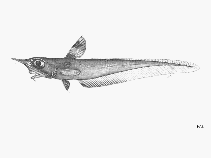 To FishBase images (<i>Coelorinchus argus</i>, by FAO)
