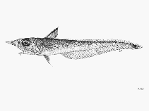 To FishBase images (<i>Caelorinchus argentatus</i>, by FAO)