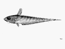 To FishBase images (<i>Coelorinchus aspercephalus</i>, by FAO)