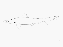 To FishBase images (<i>Carcharhinus borneensis</i>, by FAO)