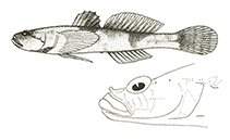 To FishBase images (<i>Caspiosoma caspium</i>, by Miller, P.J.)