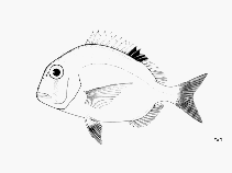 Image of Calamus cervigoni (Spotfin porgy)