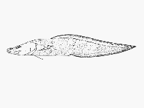 To FishBase images (<i>Cataetyx chthamalorhynchus</i>, by SFSA)