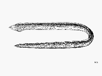 Image of Callechelys cliffi (Sandy ridgefin eel)