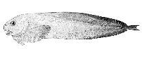 To FishBase images (<i>Prognurus cypselurus</i>, Alaska, by Bull. U.S. Bur. Fish.)
