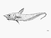 To FishBase images (<i>Coelorinchus denticulatus</i>, by FAO)