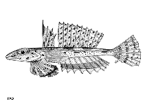 To FishBase images (<i>Callionymus fasciatus</i>, by FAO)