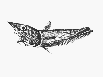 To FishBase images (<i>Coelorinchus flabellispinis</i>, by SFSA)