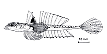 Image of Callionymus futuna (Futuna deepwater dragonet)
