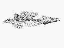 To FishBase images (<i>Callionymus gardineri</i>, by SFSA)