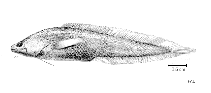 To FishBase images (<i>Calamopteryx goslinei</i>, by FAO)