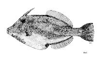 To FishBase images (<i>Cantheschenia grandisquamis</i>, by FAO)