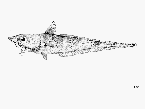 To FishBase images (<i>Coelorinchus hexfasciatus</i>, by FAO)