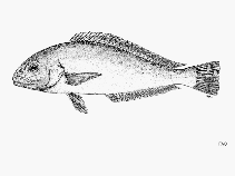 To FishBase images (<i>Caulolatilus hubbsi</i>, by FAO)
