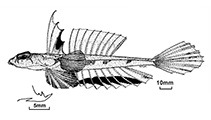 To FishBase images (<i>Callionymus kailolae</i>, Australia, by Fricke, R.)