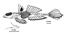 To FishBase images (<i>Callionymus kanakorum</i>, New Caledonia, by Fricke, R.)