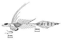 To FishBase images (<i>Callionymus leucobranchialis</i>, Australia, by Fricke, R.)
