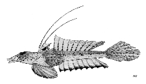 To FishBase images (<i>Callionymus limiceps</i>, by FAO)